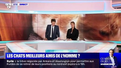 Les chats meilleurs amis de l'homme ? - 22/10