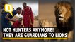 Once Hunters, Maasai Tribe Are Now the Guardians of African Lions