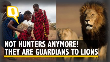 Once Hunters, Maasai Tribe Are Now the Guardians of African Lions