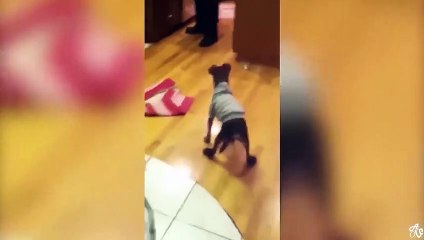 现在家里的狗万都是这么不听话