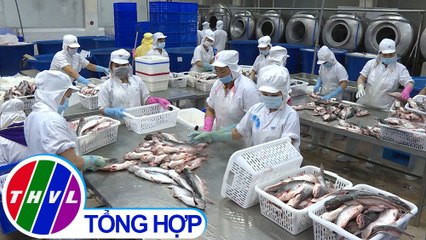 THVL | Chuyên đề kinh tế: Cá tra và xu hướng thị trường