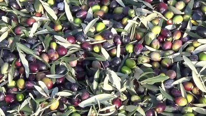 Kaliteli zeytinyağının yeni trendi “Soğuk Sıkım ve Erken Hasat”