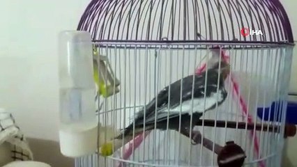 Papağan Mazlum'un Recep Tayyip Erdoğan sevgisi