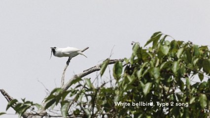 Avec un cri pouvant atteindre les 113 décibels, l'Araponga blanc est l'oiseau le plus bruyant au monde