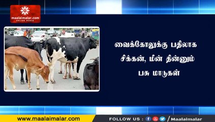 வைக்கோலுக்கு பதிலாக சிக்கன், மீன் தின்னும் பசு மாடுகள்