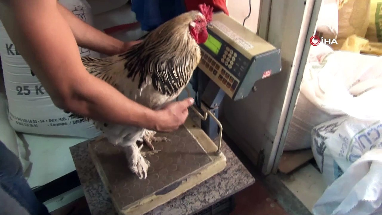 Cin biber müdavimi horozun 'Paşa' hayatı...Cin biber hastası horoz, mahkum yakınlarının maskotu haline geldi