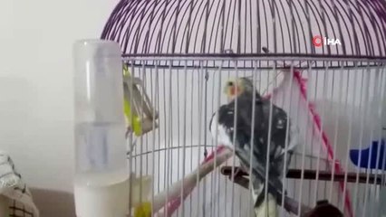 Papağan Mazlum'un Recep Tayyip Erdoğan sevgisi