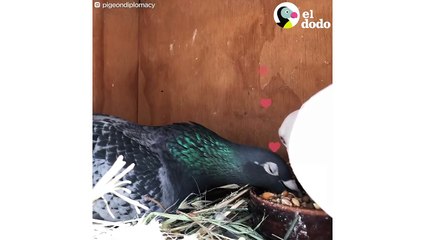 7 razones para dejar de odiar a las palomas | El Dodo