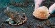Un plongeur tente de convaincre un bébé pieuvre de quitter son verre en plastique pour un coquillage