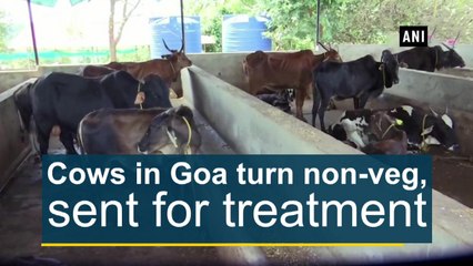 Cows in Goa turn non-veg; sent for treatment