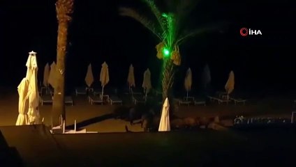 Marmaris'te yaban domuzları sahile inip köpeklere saldırdı