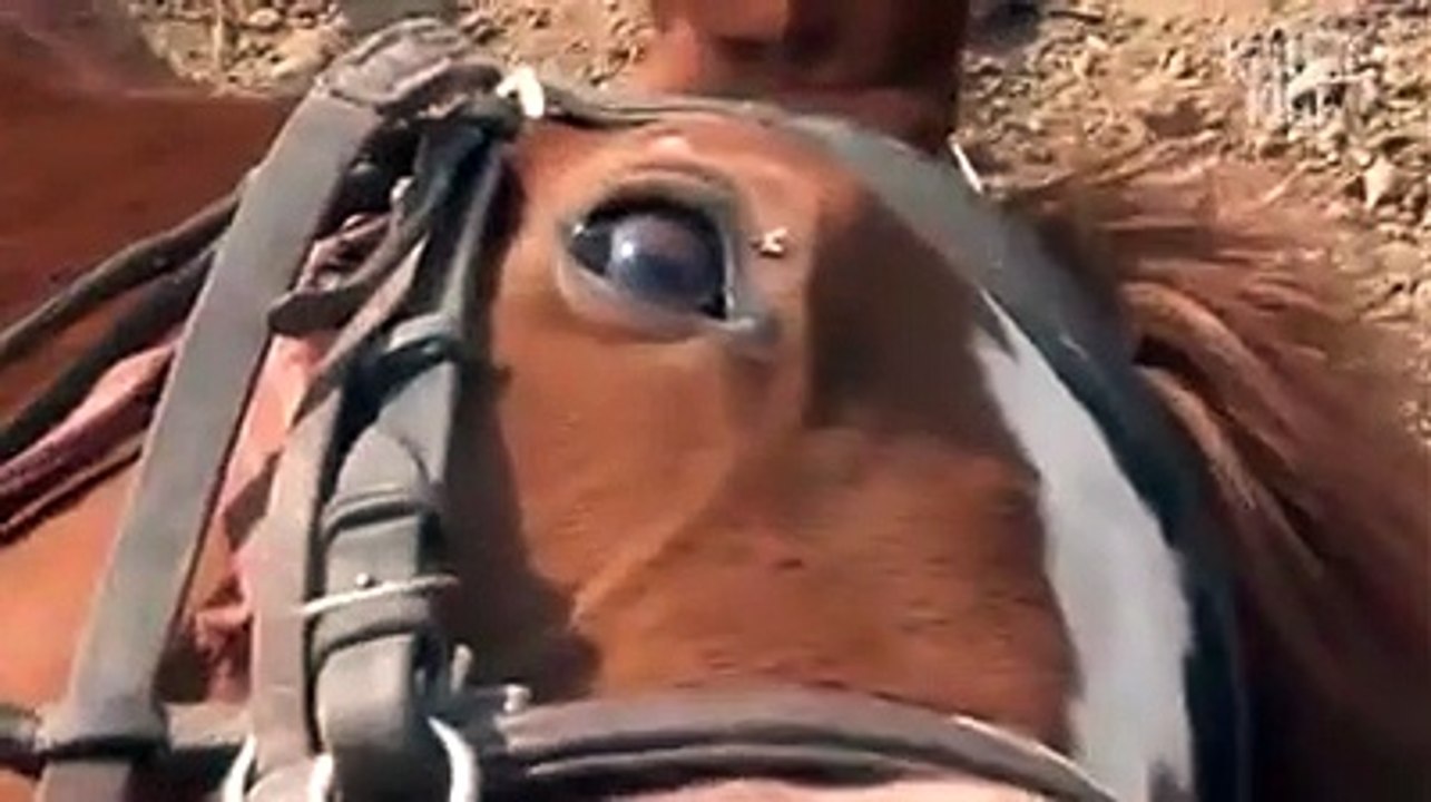 Un cheval fait le mort pour ne pas être monté !