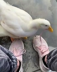 Ces canards sont obsédés par les lacets de chaussures. Leur réaction vous fera sourire