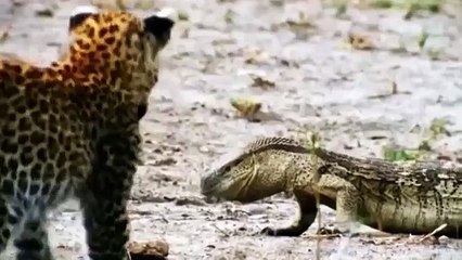 Amazing Crocodile Hunting Three Baby Lions Across The River But Fail
