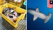 Bayi hiu martil dijual bebas di pasar Malaysia - TomoNews