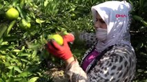 Adana mandalina üreticisi dertli