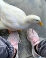 Ces canards sont obsédés par les lacets de chaussures. Leur réaction vous fera sourire