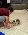 Il apprend à son chien à donner la patte. Votre coeur va exploser de joie !