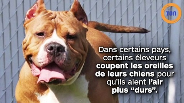 Horreur : Il a coupé les oreilles de 7 chiots avec des ciseaux
