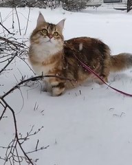 Avez-vous déjà vu un chat trop mignon qui découvre la neige ?