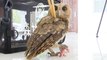 Collared scops owl grounded in southwest China where villagers help it recover