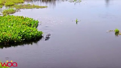 Amazing Crocodile giving birth   Killer Croc Carries Babies in sharp teeth