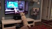 Dog Barks at Watching Video of Himself Barking at Squirrels on TV Screen