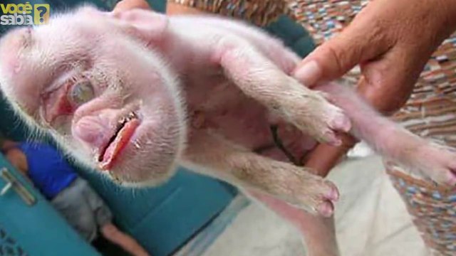 Você Sabia? As criaturas mais estranhas que foram encontradas na Terra