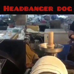 Un chien qui ne vit que par la musique. Il vous fera retrouver le sourire en 2 secondes