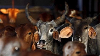 Cows have turned non-vegetarian in Goa