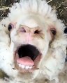 Ecoutez le avec une grande attention ! La façon dont ce mouton béle vous laissera perplexe