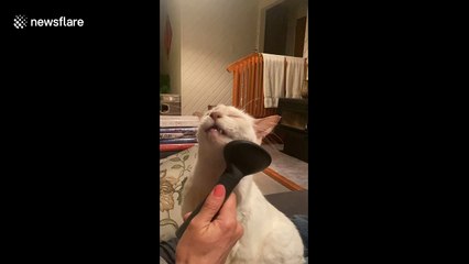 Cat in a state of bliss during grooming session in New Zealand home