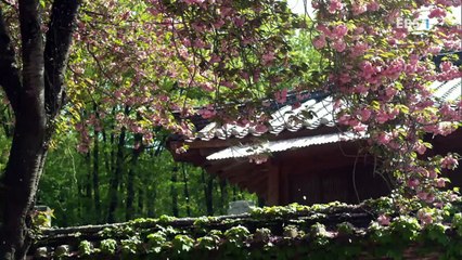 EBS 다큐프라임 - Docuprime_송광 1부- 시절인연_#003