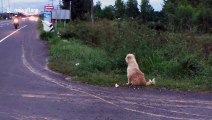 Loyal pet dog has been waiting by the roadside for FOUR years after 'falling from owner's truck