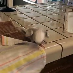 Cette perruche est un vrai maniaque tout doit être bien en place