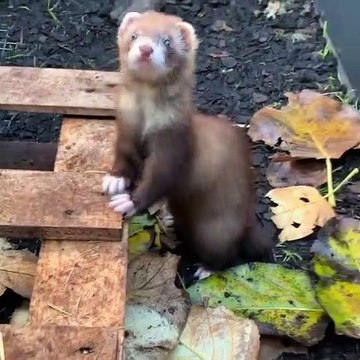 Pleine de tendresse et d’humour ! Infatigable, ce furet s'amuse comme un fou avec des feuilles mortes !