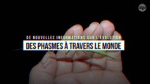De nouvelles informations sur l'évolution des phasmes à travers le monde