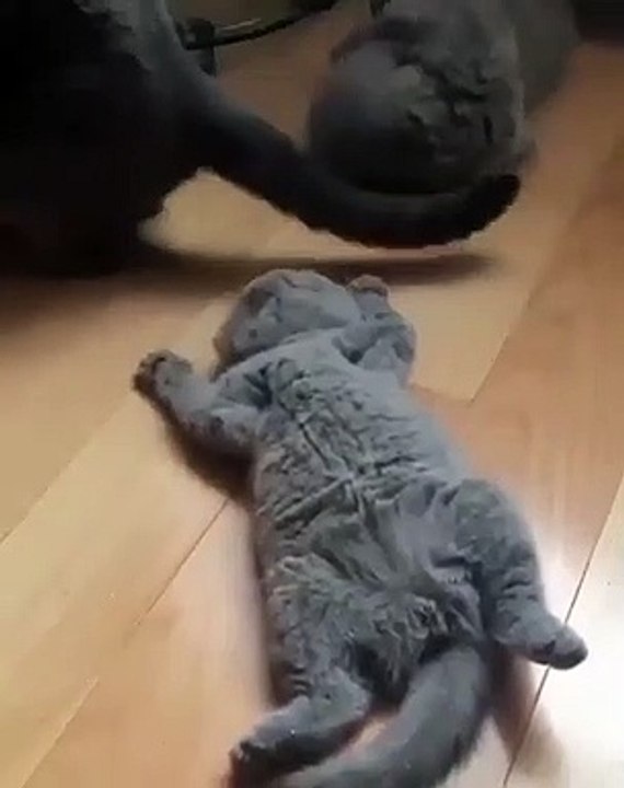 Ces petites boules de poils sur quatre pattes sont trop mignonnes, voici de chats un peu potelés et qui ressemblent à des peluches. Vous aurez forcément envie de leur faire un gros câlin !