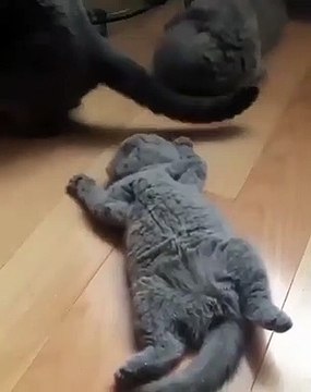 Ces petites boules de poils sur quatre pattes sont trop mignonnes, voici de chats un peu potelés et qui ressemblent à des peluches. Vous aurez forcément envie de leur faire un gros câlin !