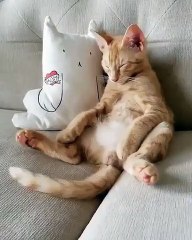 Insolite : ce chat s'étire comme un humain