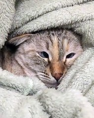 Adorable !   Ce gros minet qui louche a un regard hyppnotique