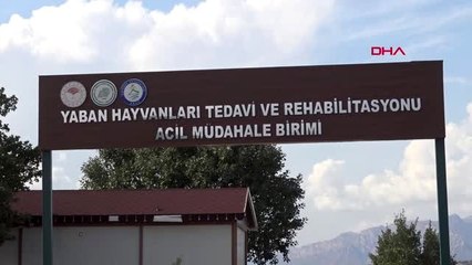 Şırnak sınır kapısında ele geçirilen maymunlar koruma altına alındı