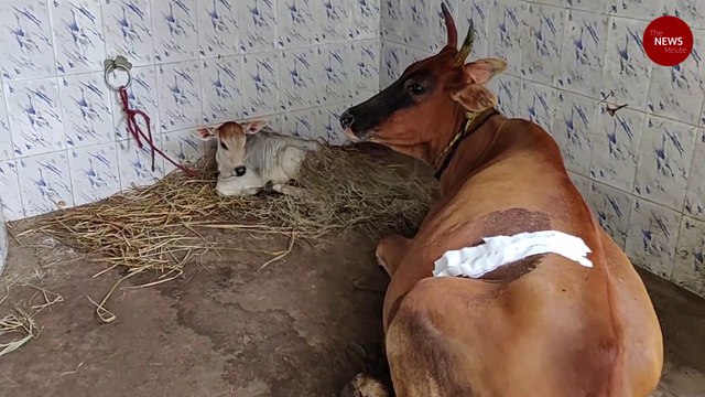 52 kg of plastic removed from cow's stomach in TN, surgery lasted for over 5 hours