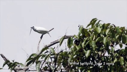 L'araponga blanc, l'oiseau le plus bruyant du monde