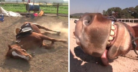 Ce cheval fait semblant de tomber raide mort dès qu'une personne essaie de monter sur son dos