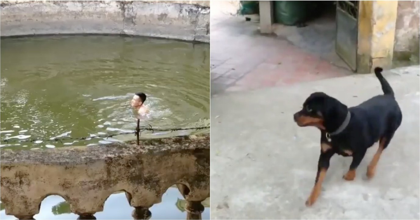 Dono finge que está a afogar-se para testar a reação do seu cão