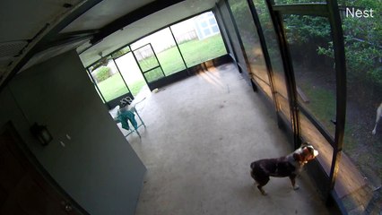 Excited Aussie Soars Through Screen