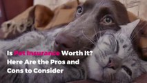 Is Pet Insurance Worth It? Here Are the Pros and Cons to Consider
