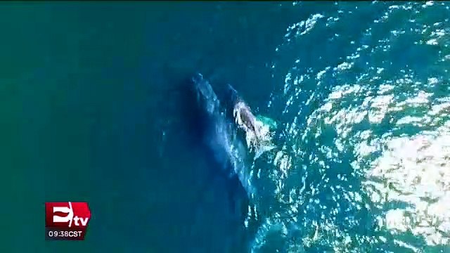 Dispuesto López Obrador a comparecer por caso Culiacán