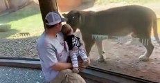 Cette lionne veut caresser un bébé à travers la vitre du Zoo !